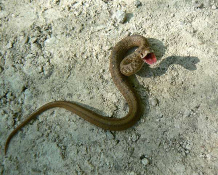 Правила поведения при встрече со змеями и оказания первой помощи при укусе змей