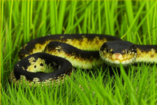 Правила поведения при встрече со змеями и  оказания первой помощи при укусе змей