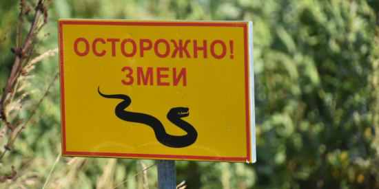 Правила поведения при встрече со змеями и оказания первой помощи при укусе змей