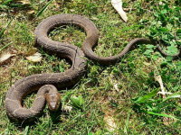 Информация для населения  о правилах поведения при встрече со змеями
