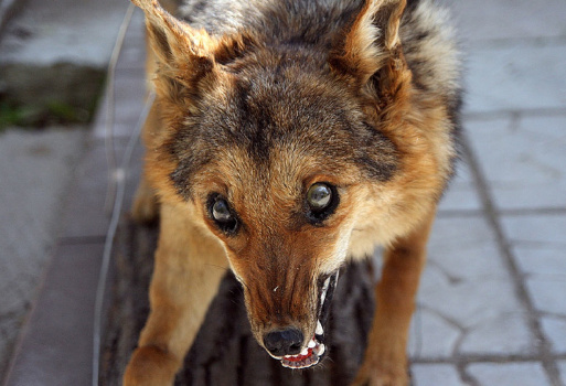 Памятка по предупреждению бешенства среди животных