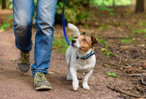 Требования к содержанию домашних животных