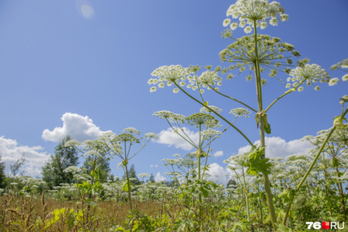Государственная инспекция административно-технического надзора Владимирской области информирует
