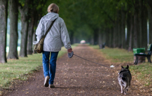 О выгуле собак