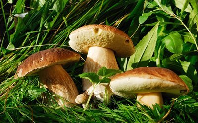 Как не заблудиться в лесу