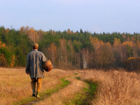 Как не заблудиться в лесу