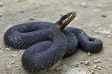 Информация для населения о правилах поведения при встрече со змеями