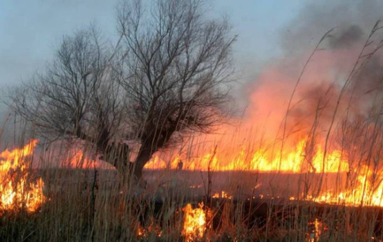 Берегите лес от пожаров!
