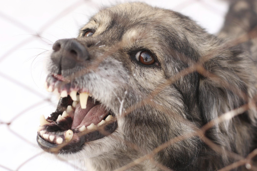 Памятка по предупреждению бешенства среди животных