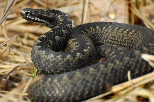 Правила поведения при встрече со змеями и оказания первой помощи при укусе змей