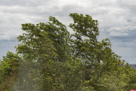 Основные правила безопасного поведения при сильном ветре